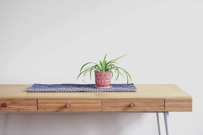 Spider Plant