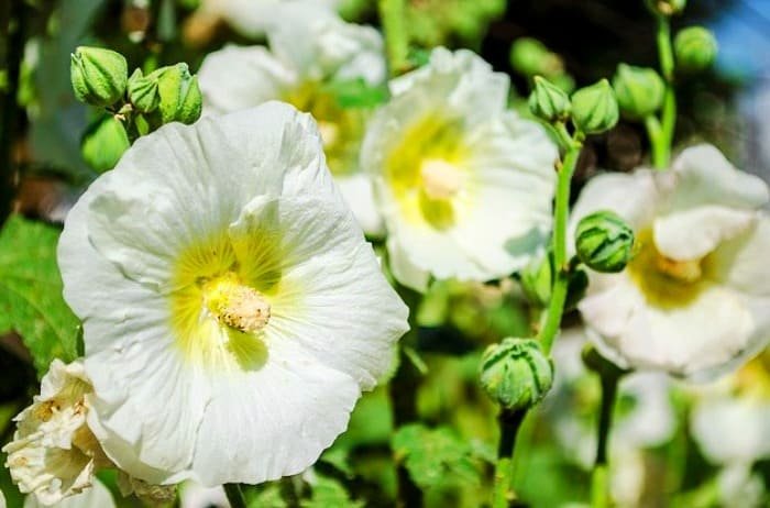Benefits and Advantages of Hibiscus