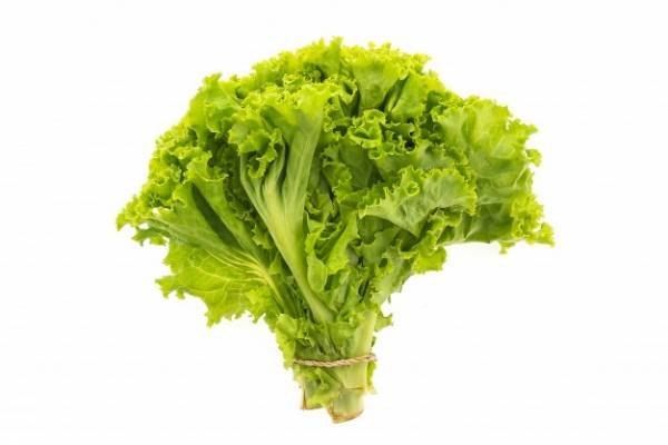 The effect of lettuce in reducing cholesterol