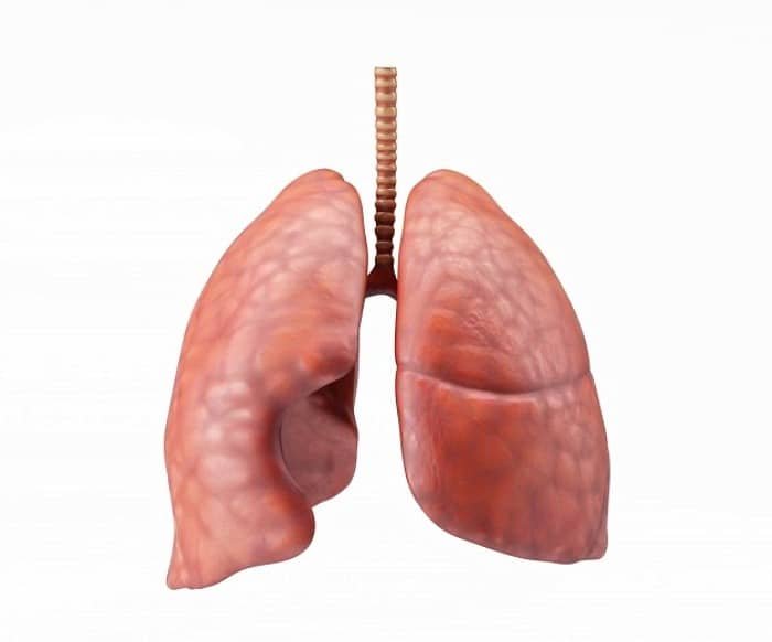 Fatty liver