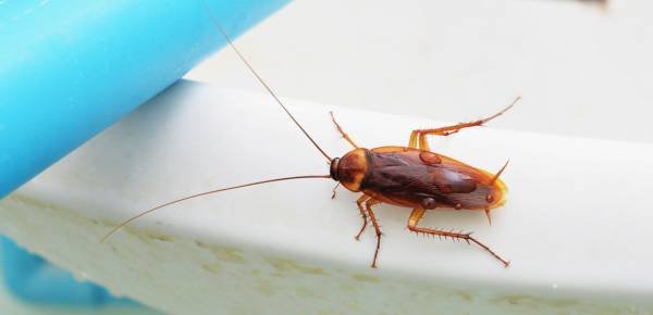 Cockroach Bait
