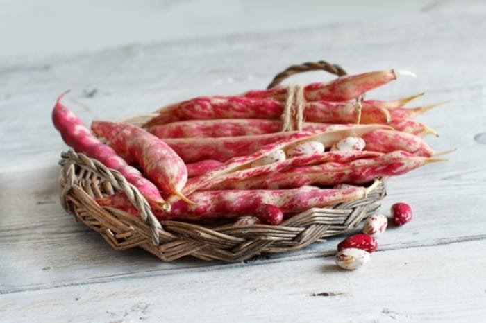 Properties of Pinto Beans