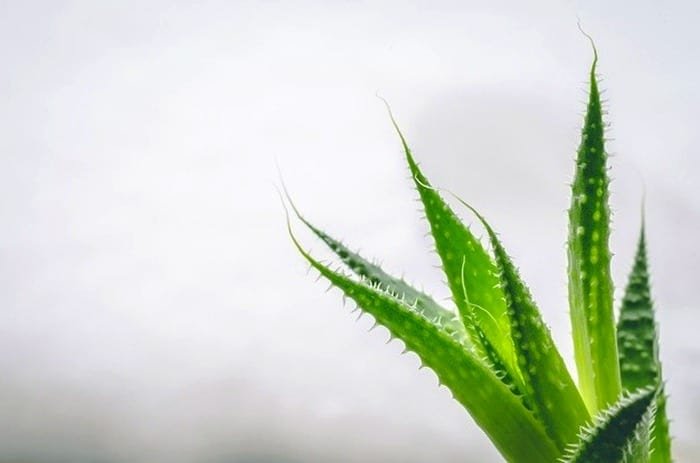 Aloe Vera