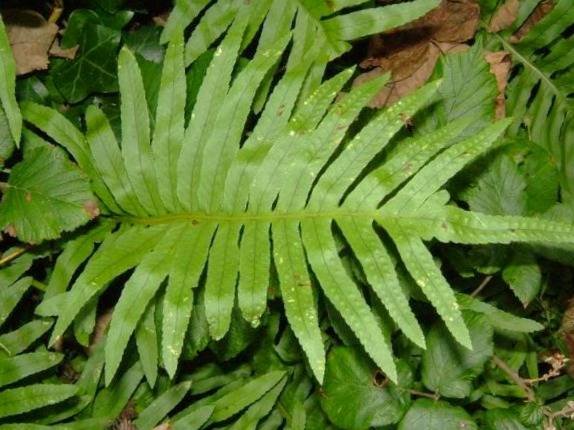 Properties of Bassfaj