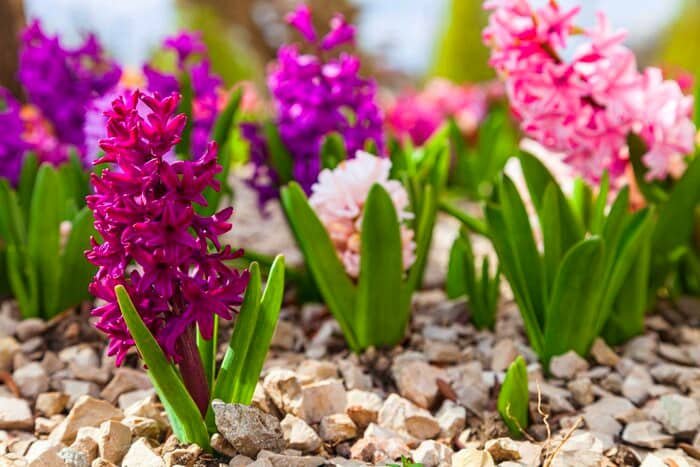 Native Hyacinth