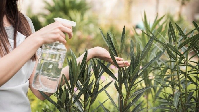 Water spray for plants