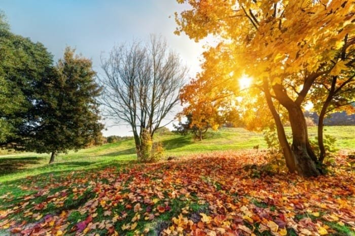 Collecting autumn leaves