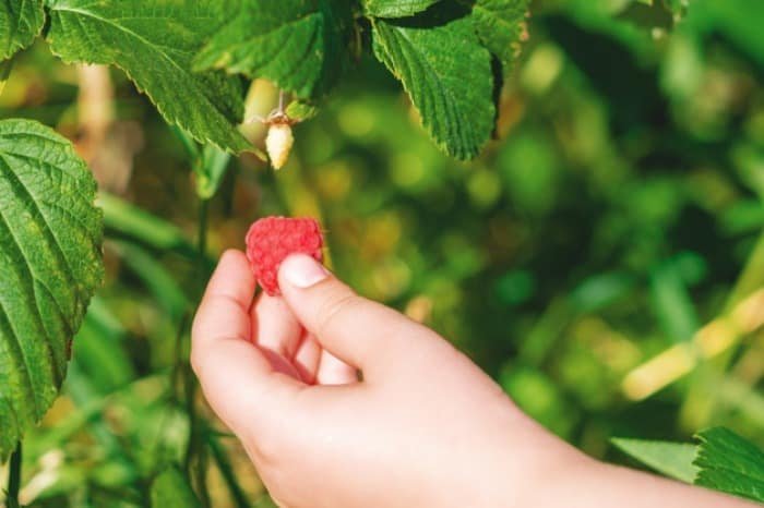 Understanding nutrients