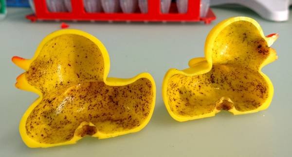 Bacteria in bath toys