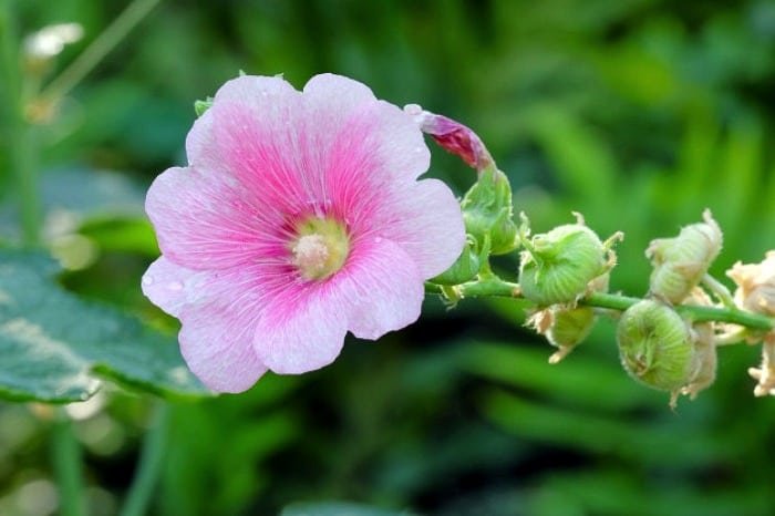 Benefits of Hibiscus for Body Health and Disease Treatment