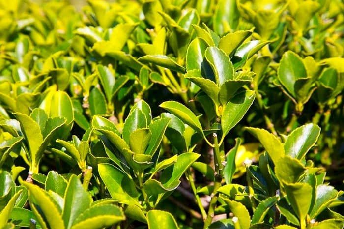 Boxwood Plant