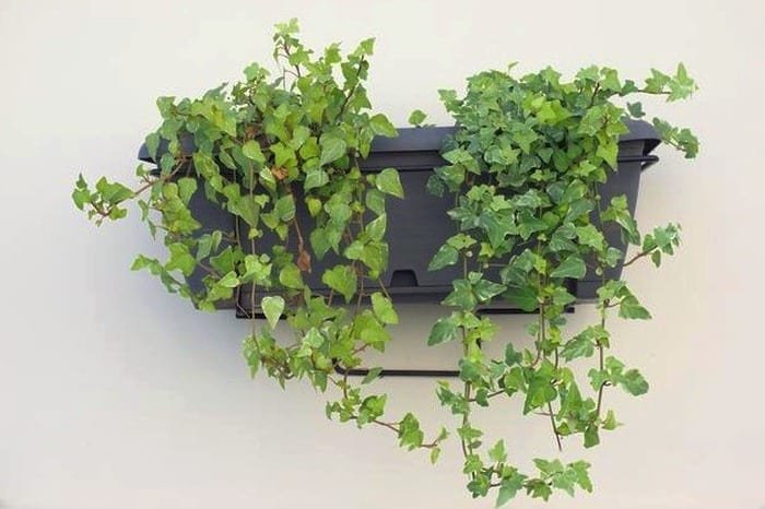 Keeping English Ivy in Pots