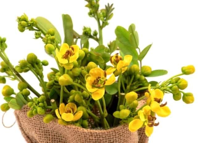 Properties of senna leaves