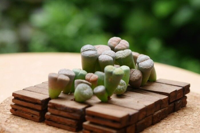 Lithops Plant