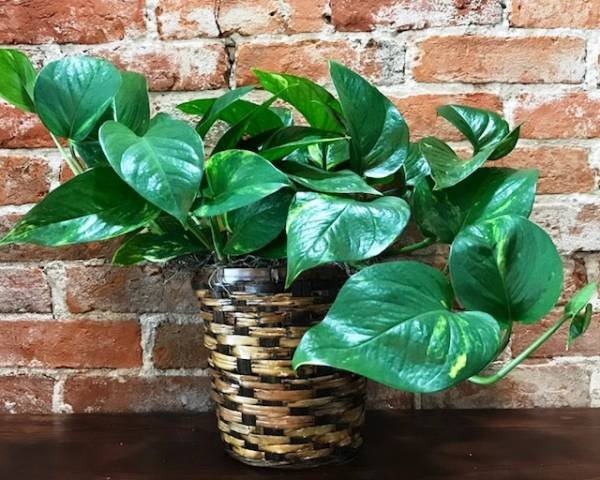 Pothos Growing