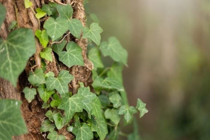 How to Care for English Ivy