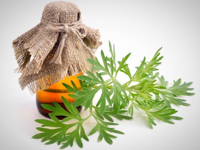 The Wormwood Plant for Liver Health