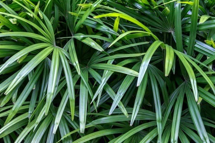 Plant Pests