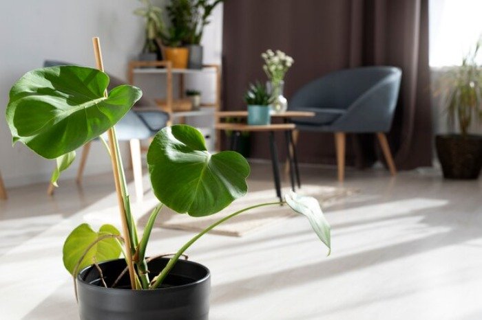 Cleaning plants