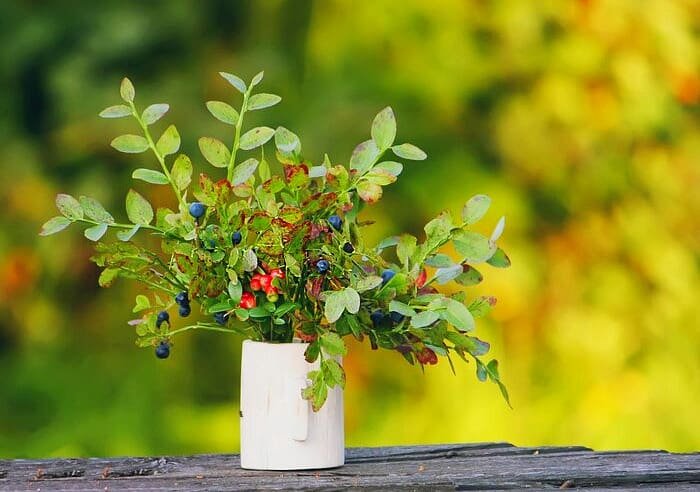 Suitable Light for Growing Blueberries