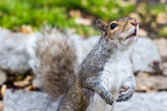 Squirrel Maintenance