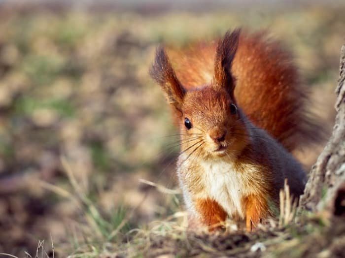 Principles and Conditions for Keeping Squirrels at Home