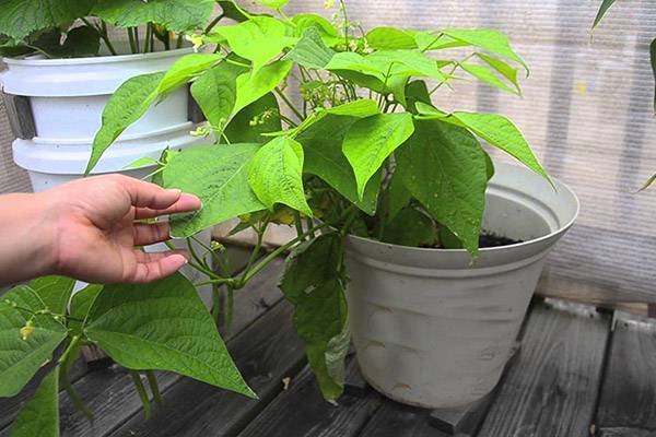 Planting Green Beans
