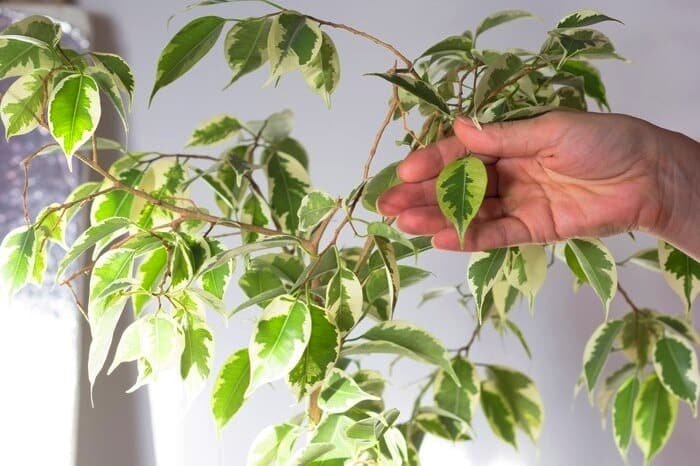 Ficus Benjamin