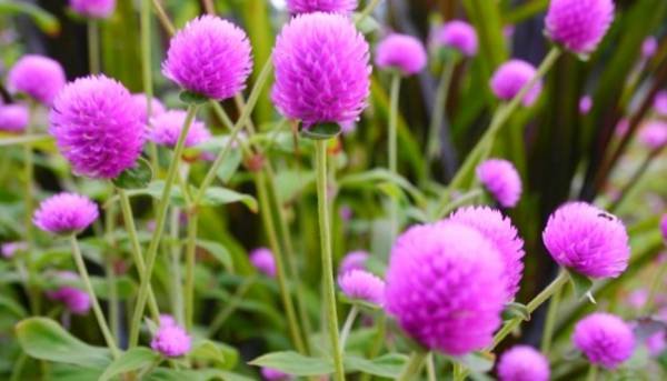 Red Clover in Iran