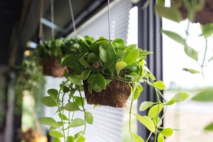 Caring for Hanging Plants