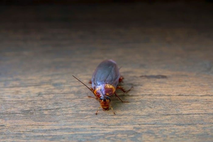 Factors Attracting Insects
