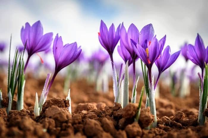 Saffron Irrigation