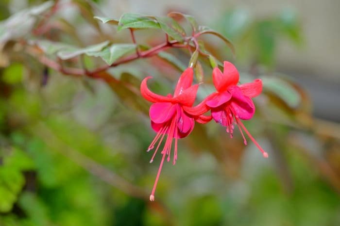 String of Hearts Plant
