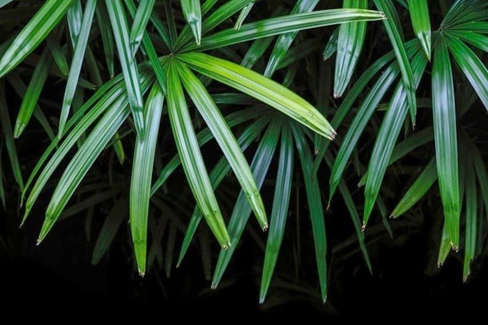 Caring for the Plant