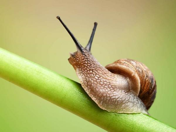 Snails