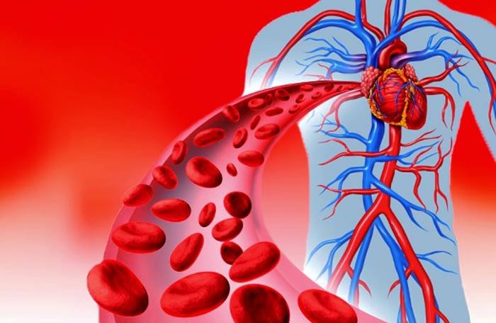 Garlic as a Beneficial Food for Improving Blood Circulation