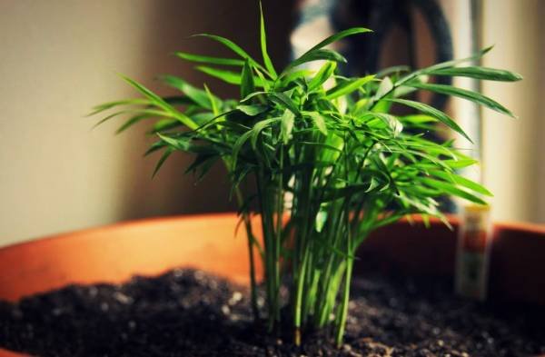 Care Conditions for Chamaedorea Palm