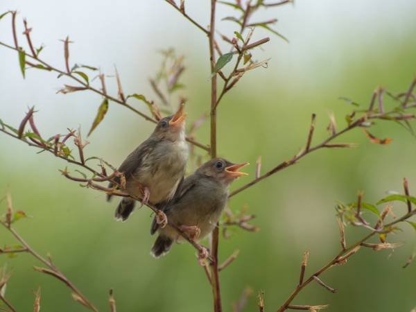 Conditions for keeping nightingales