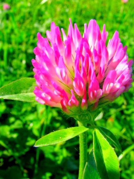How to Use Red Clover and Side Effects of Red Clover