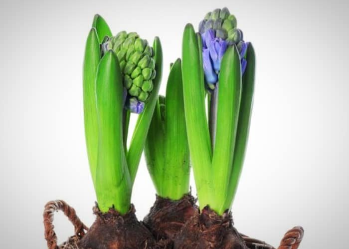 Blooming Hyacinth