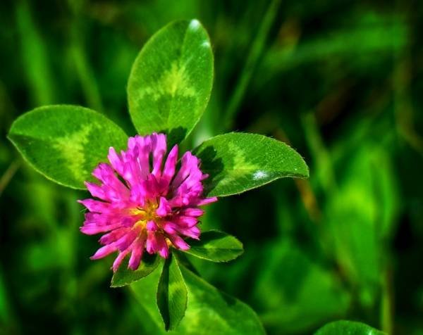 Benefits of Red Clover for Skin