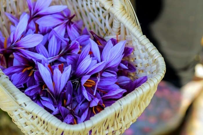 Saffron Harvesting