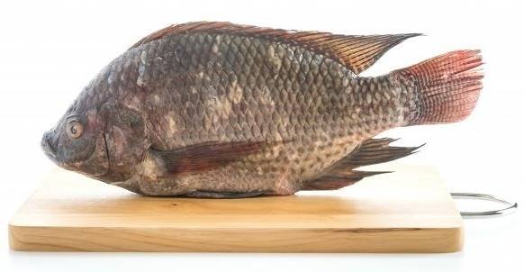 Tilapia fish.