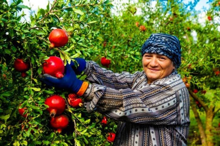 Light for Pomegranate Tree