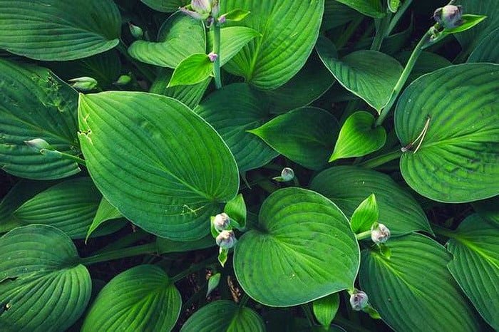 Hosta