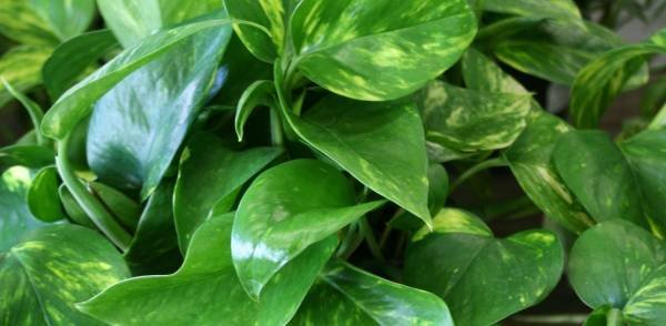 Watering Pothos