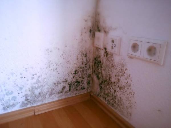 Types of mold.