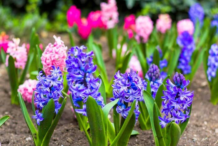 Diseases of Hyacinth