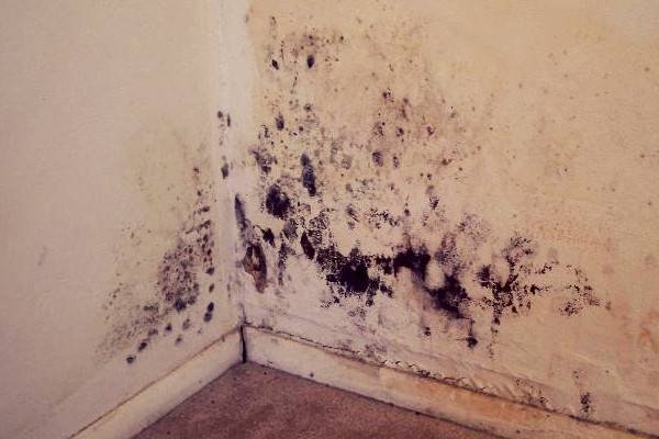 Black mold.