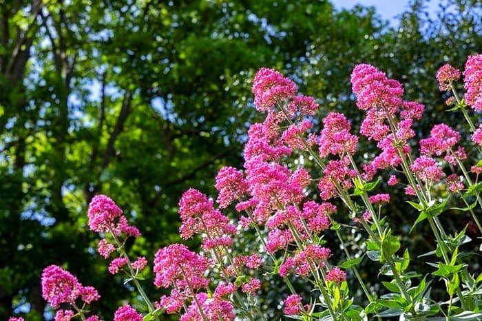 Benefits of Plants at Home